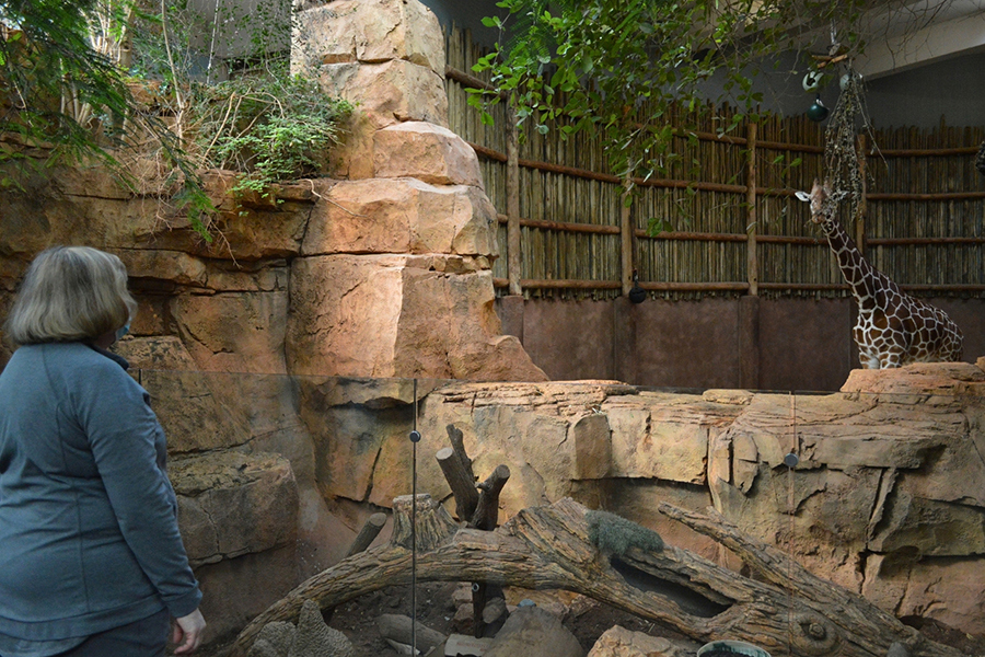 Lincoln Park Zoo 2026 7x5in - Giraffe and Pauline