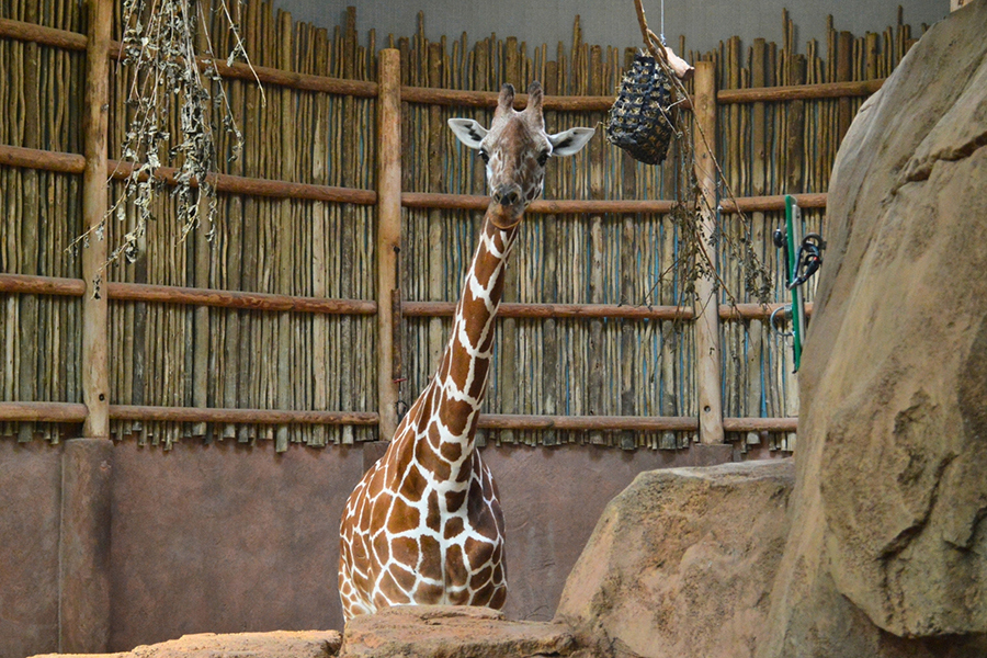 Lincoln Park Zoo 2026 7x5in - Giraffe
