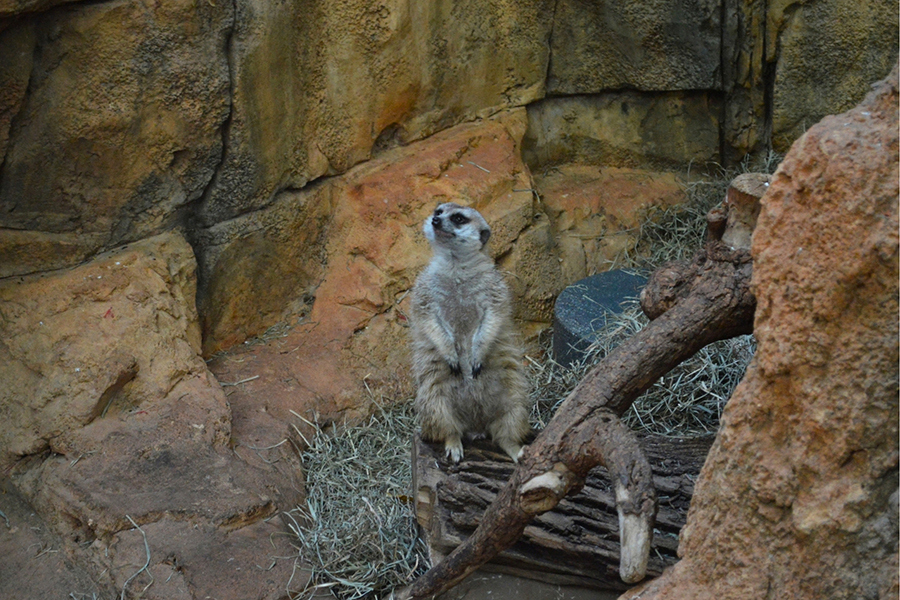 Lincoln Park Zoo 2026 7x5in - Meerkat