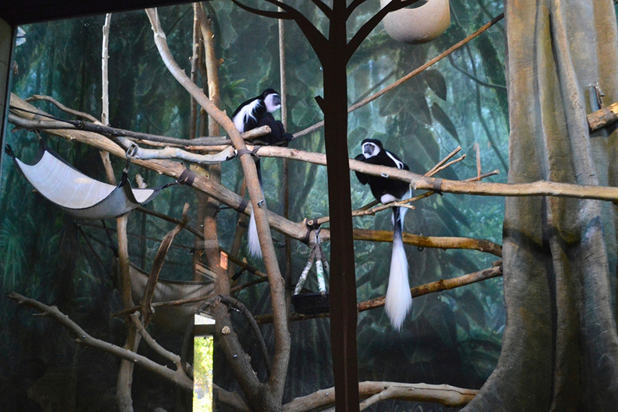 Lincoln Park Zoo 2026 7x5in - Monkey House 3