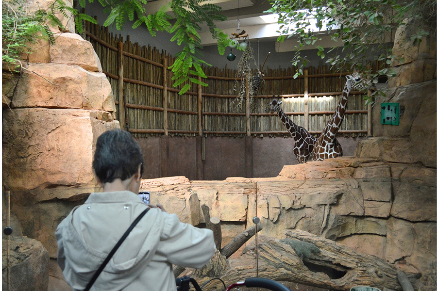 Lincoln Park Zoo 2026 7x5in - Norma and Giraffe