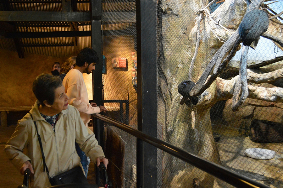 Lincoln Park Zoo 2026 7x5in - Norma with Birds