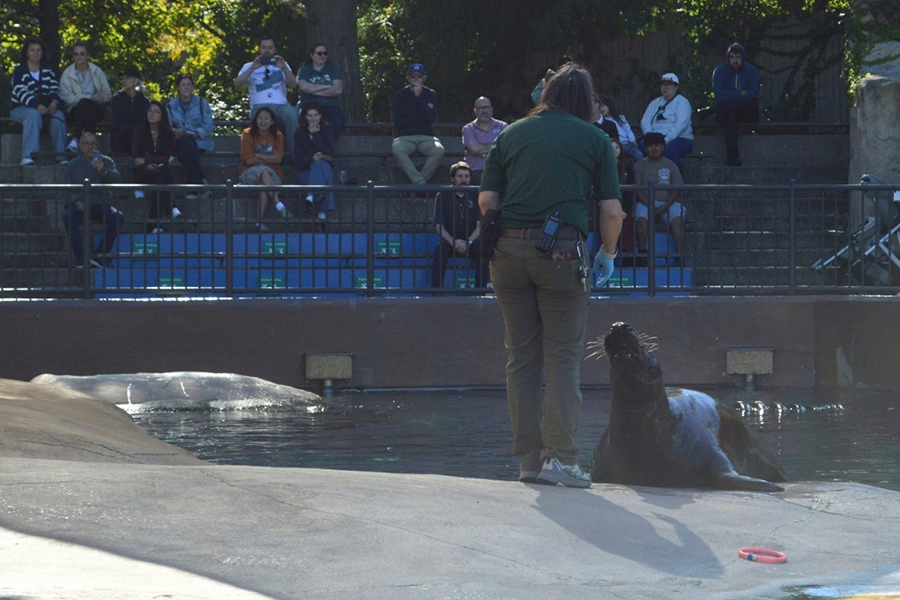 Lincoln Park Zoo 2026 7x5in - Seal Show 1