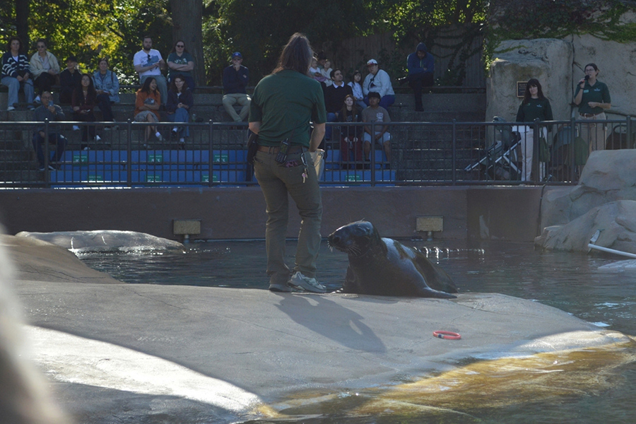Lincoln Park Zoo 2026 7x5in - Seal Show 2
