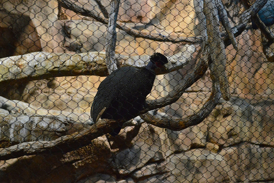 Lincoln Park Zoo 2026 7x5in - Vulture