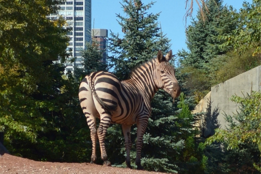 Lincoln Park Zoo 2026 7x5in - Zebra